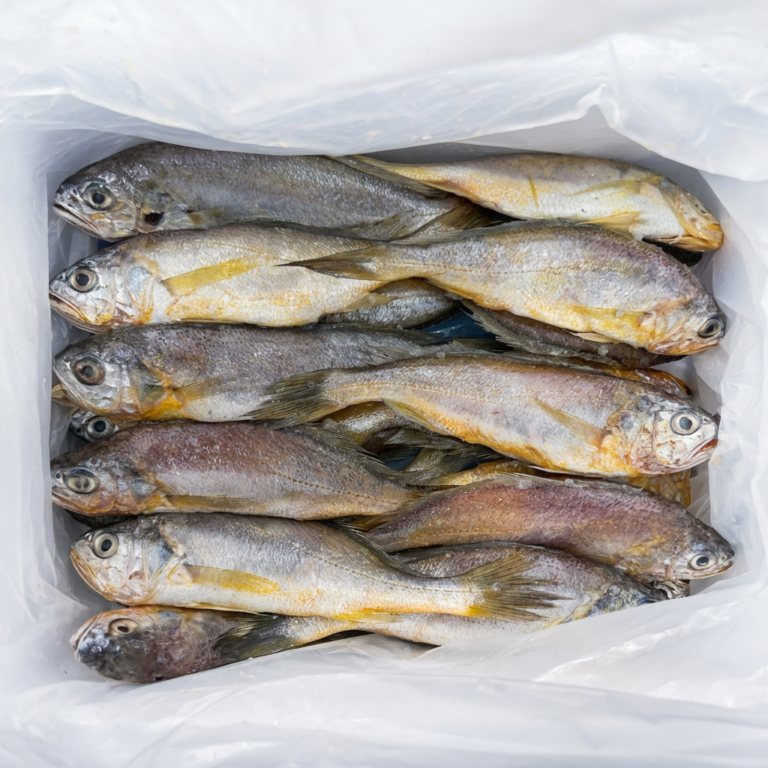 영광 급냉 생 참조기, 1.5kg 내외, 20~25미, 1박스