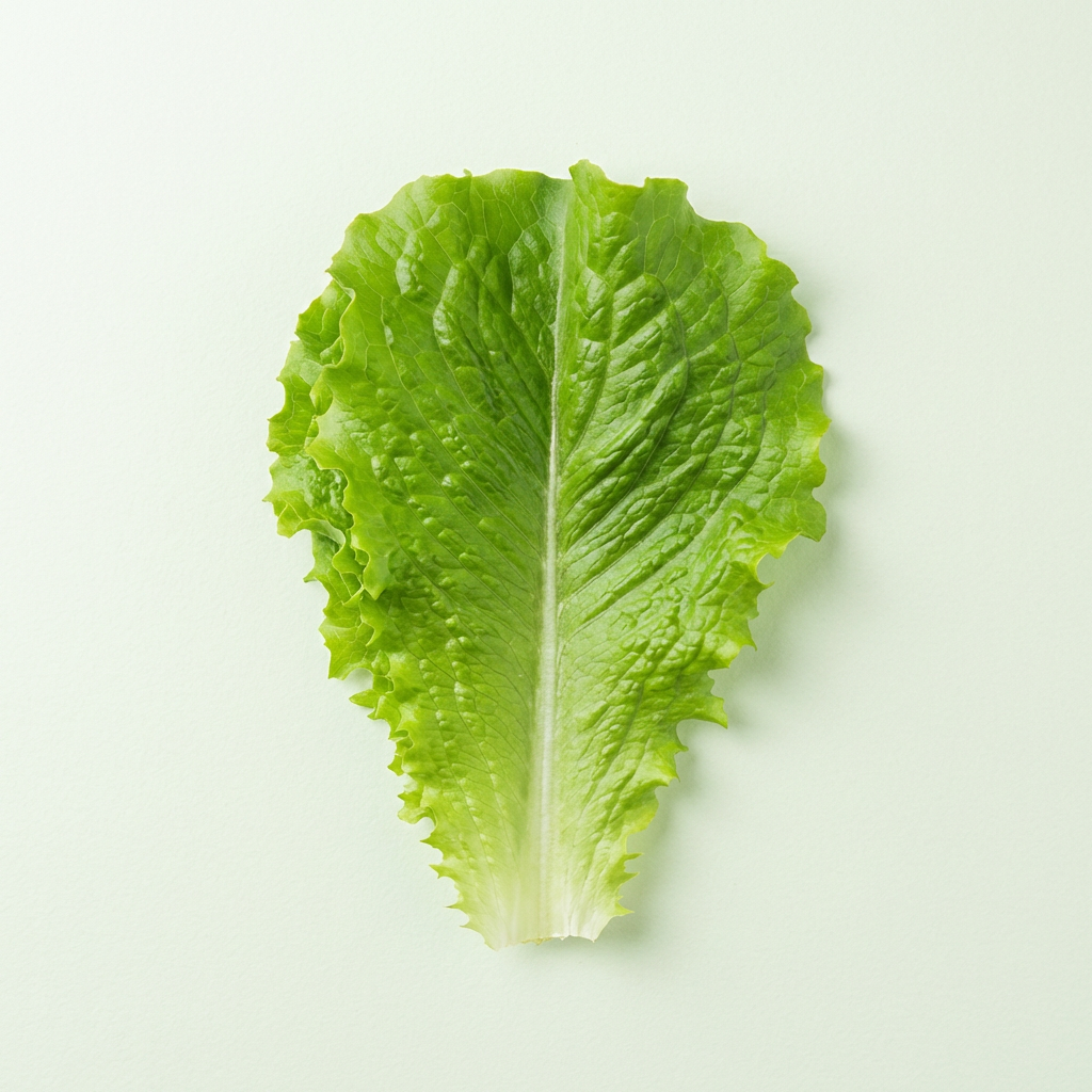 로메인 청상추, 1kg, 1박스
