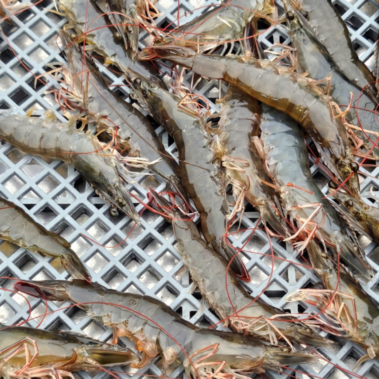 국내산 활 흰다리새우 횟감가능, 1kg, 1박스