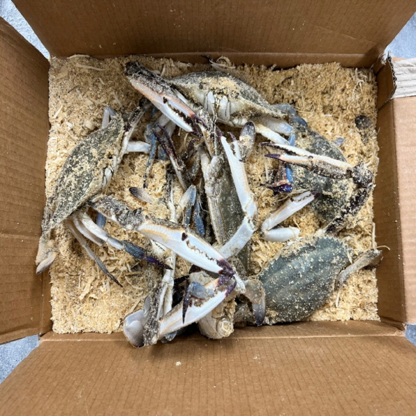 톱밥꽃게, 3kg, 1개